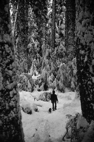 A person walks through deep snow between large evergreen trees. 